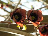 Asimina triloba (fam Annonacees) (Am. du nord) (Photo F. Mrugala) (2)